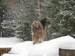 IMG_2412_Chewie_in_the_snow.jpg