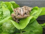IMG_3134_curious_toad_on_lettuce.jpg
