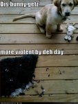 funny-dog-pictures-bunny-violent.jpg