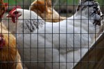 Delaware Hen.JPG