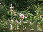 pink roses back  fence.jpg