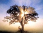 PHOTO oak_tree WITH SUN.jpg