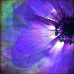 photo beautiful purple flower.jpg