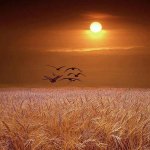 PHOTO BIRDS FLYING SUN.jpg