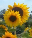 photo  sunflower.jpg