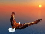 PHOTO EAGLE FLYING TO SUN.jpg