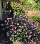 vinca1.jpg