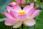 water-lotus-flower.jpg