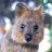 Quokka