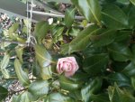 first camellia.jpg