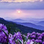 photo blue mountains purple flowers.jpg