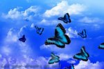 photo many blue butterflies.jpg