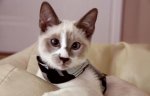 Siamese-cat-taking-rest.jpg