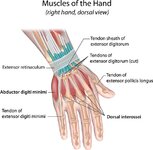 dorsal-hand-muscles-tendons-anatomy_shutterstock_228843253.jpg