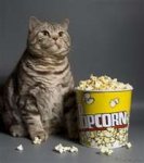 cat with popcorn.jpg