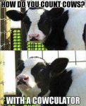 cow 1.jpg