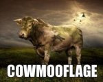 cow 2.jpg