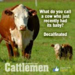 cow 3.jpg