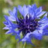 cornflower