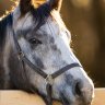 Greyponycolt