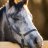 Greyponycolt