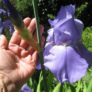 Media 'Iris bigger than my hand' in album 'My garden'