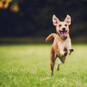 happy-dog-running-by-500px.jpg