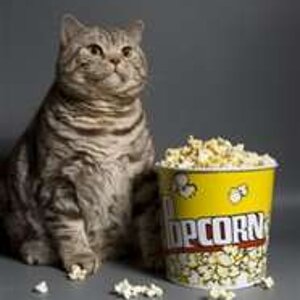 cat with popcorn.jpg