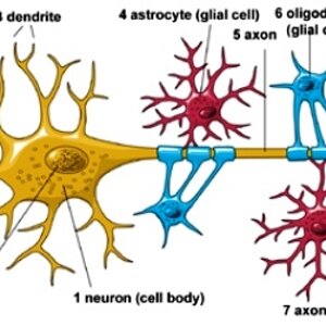 Brain cells.jpg