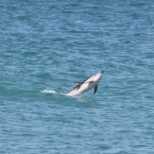 dolphin jumping.JPG