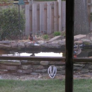 One of the ponds in our back yard ---- regularly visited by mallards.