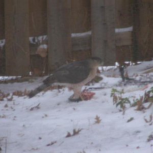 This is a hawk in our back yard this past winter (December 2009) having a tasty lunch of wild dove.