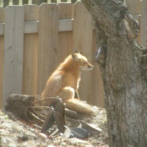 A sneeky red fox in our back yard.  We've got two water gardens in our yard and they attract numerous wildlife.  This fox obviously was searching for 