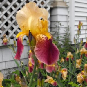 Bearded Iris – this is an heirloom variety, does anyone know what type it is? This bed of iris was in the yard when my parents bought the house in 195