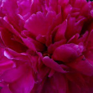 Pink Peony – the rogue peony! The only one on the bushes in this color, all the others are the light pink.
