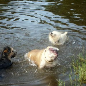 Gus at the dog park with his new friends. That pond is in Florida...FLORIDA...alligators...
