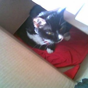 Athena loves an empty box