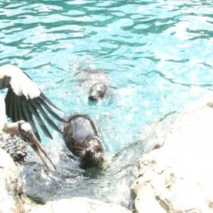 Bird caught the fish, Seals out of Luck