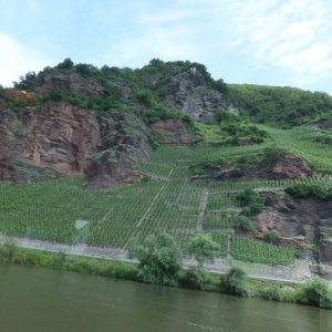 vineyards along the Rhine River