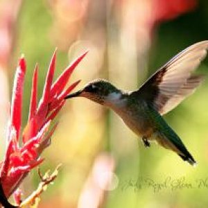 Hummingbirds are my favorite bird to photograph.  They are lightening fast which adds to the adventure!

Title:  Not Afraid

A photo of a Ruby-Throate
