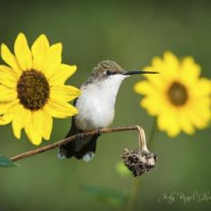 "Patience"  -   One of the keys to wildlife photography is patience.  When I find a hummingbird's perch, I know he/she will come back time a