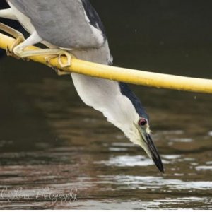 "Clever Hunter"  -  This Black-Crowned Night-Heron would use a PVC pipe which was docking the boat as his clever perch to hunt minnows.
