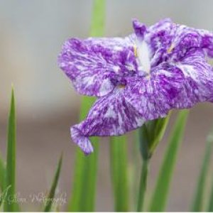 The second Japanese Iris bloom that opened at the State Botanical Garden of Georgia.  Read the story of the miracle under the hummingbird and iris pho
