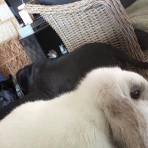 My angels. Lucy our dog and Ivy my rabbit. I know that know Ivy is probably better in stew...but the joy both of them bring me, for very different rea