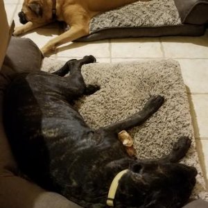 Dogs:
Bullmastiff Uther and
Neapolitan Mastiff Jade