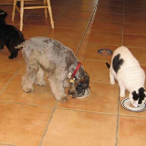 IMG_1762_Chewie feeding with cats.jpg