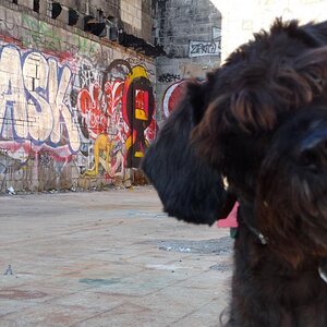 Graffiti dog.jpg