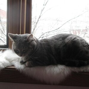 Charly is not bothered by the snow.jpg