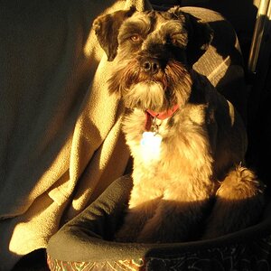 IMG_3306_Chewie_in_light_from_sunset.jpg