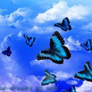 photo many blue butterflies.jpg